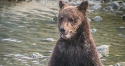 Rvvrbear