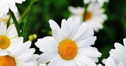 Daisy