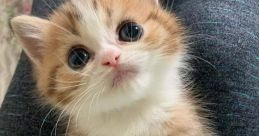 KittieCat
