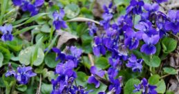 Violeta