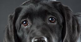 LAB