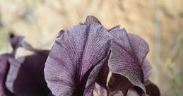 Petrea Iris