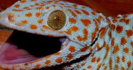 GekoK0