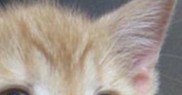 Kitten