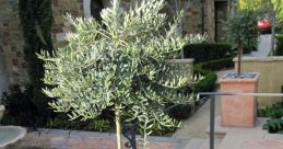 Olive Reside