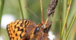 Cedron Hydaspe