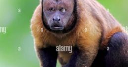 Capuchin393
