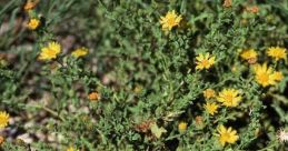XAnthemia