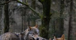 Les Lobos
