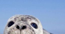 SealLover