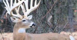 FBuck