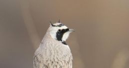 Lark