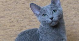 BlueCAT