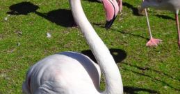Kukushka flamingo