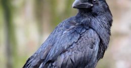 Raven Crow