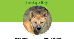 Spiessie Dingo