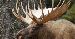 Moose