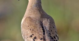 Mourningdove
