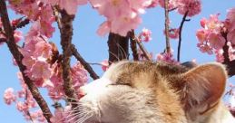 Blossom chat