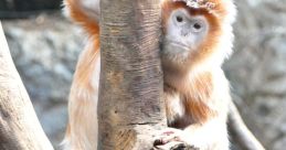 MonkeyTJ