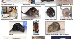 La rat