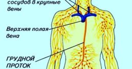 Паха