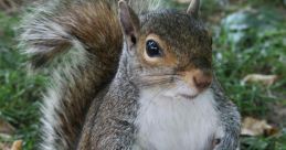Squirrel