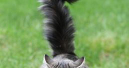Thecat
