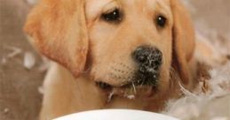 Monchien