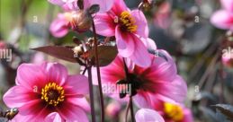 Flore Dreams from Flore Dreams.