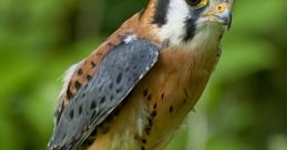 Kestrel Diaz