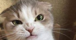 Rage Kitten