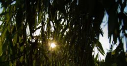 Sunny Shine