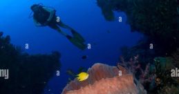 Fascinated Sponge