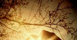 Sunlight Chronicle Photography