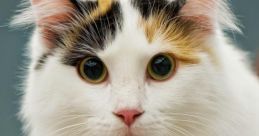 Fluffi Cat
