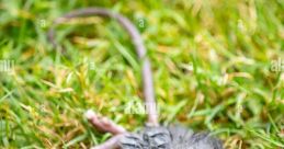 Dying Rodent