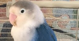 ButterBird