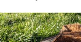 Good Boi