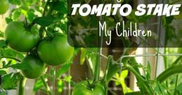 GODLY TOMATOES
