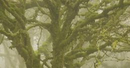 Wild Woods