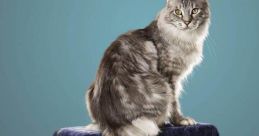 Ancha Kitty