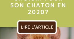 Chat Eng. Amb.