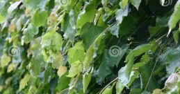 Linden Wall