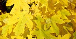 Maple Leaf Fields