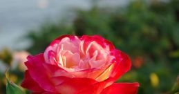 Oceanerose