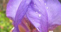 Iris Hsiung