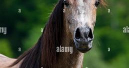 Roan