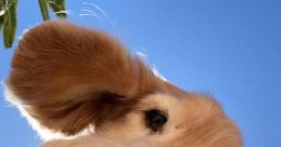 Doggo