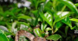 CAH SNAKE
